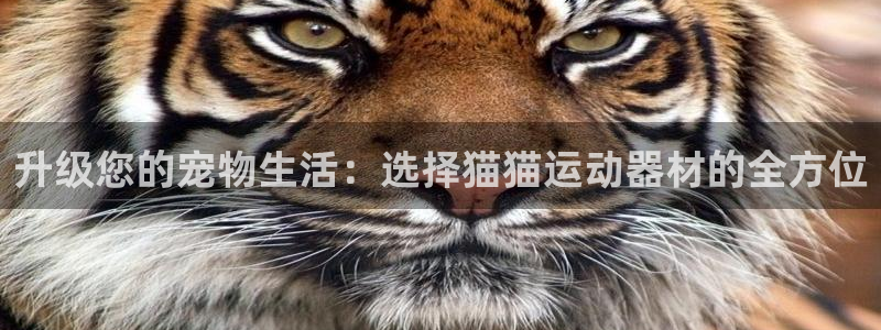 fb体育平台：升级您的宠物生活：选择猫猫运动器材的全方位